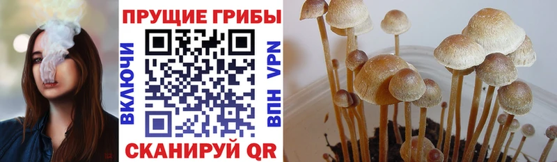 Псилоцибиновые грибы Cubensis  Каневская 